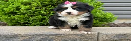 Bernese Mountain Dog dogs for sale: Heidi - Ad 3