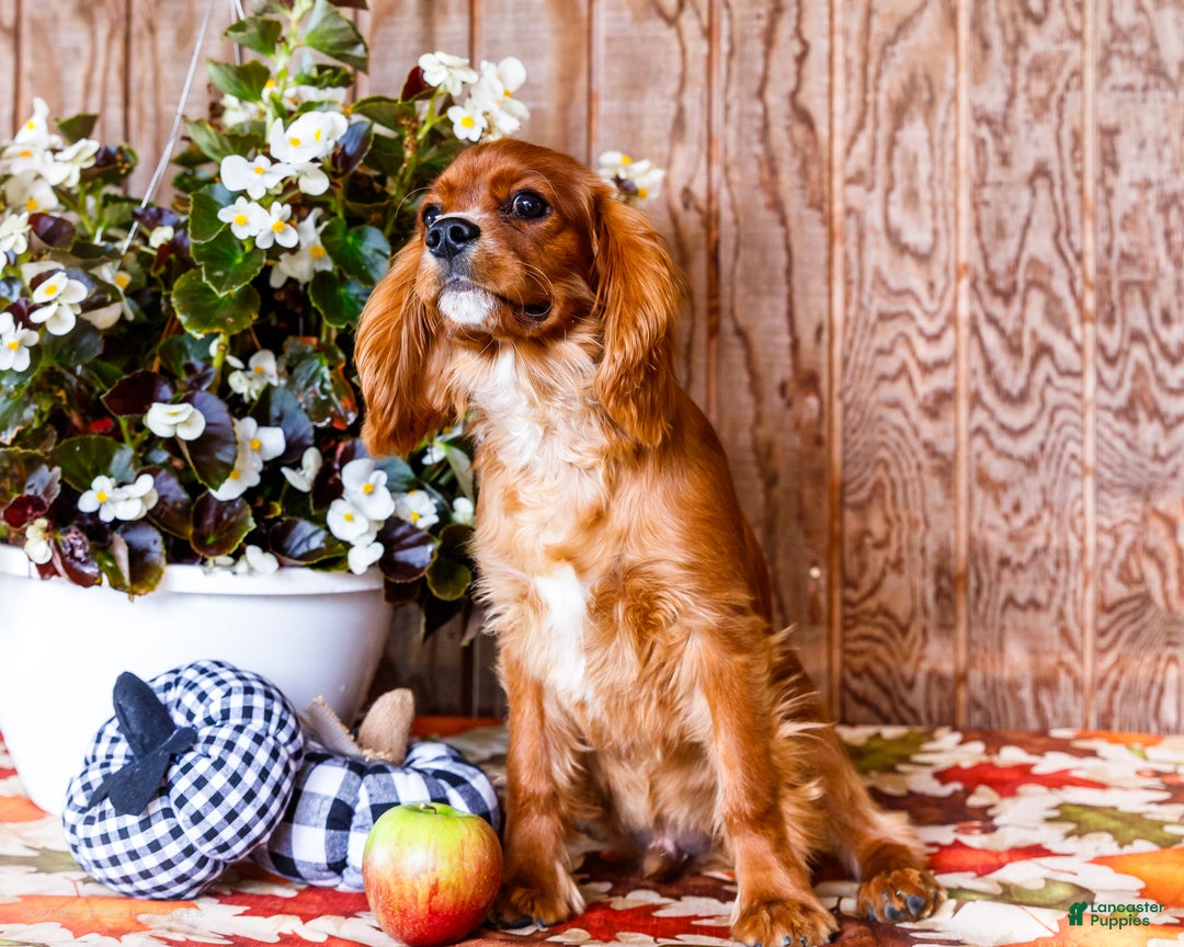 Cavalier King Charles Spaniel dogs for sale: Oliver - Ad 8