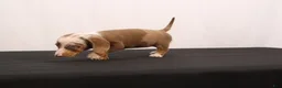 Dachshund dogs for sale: Polly - Ad 6