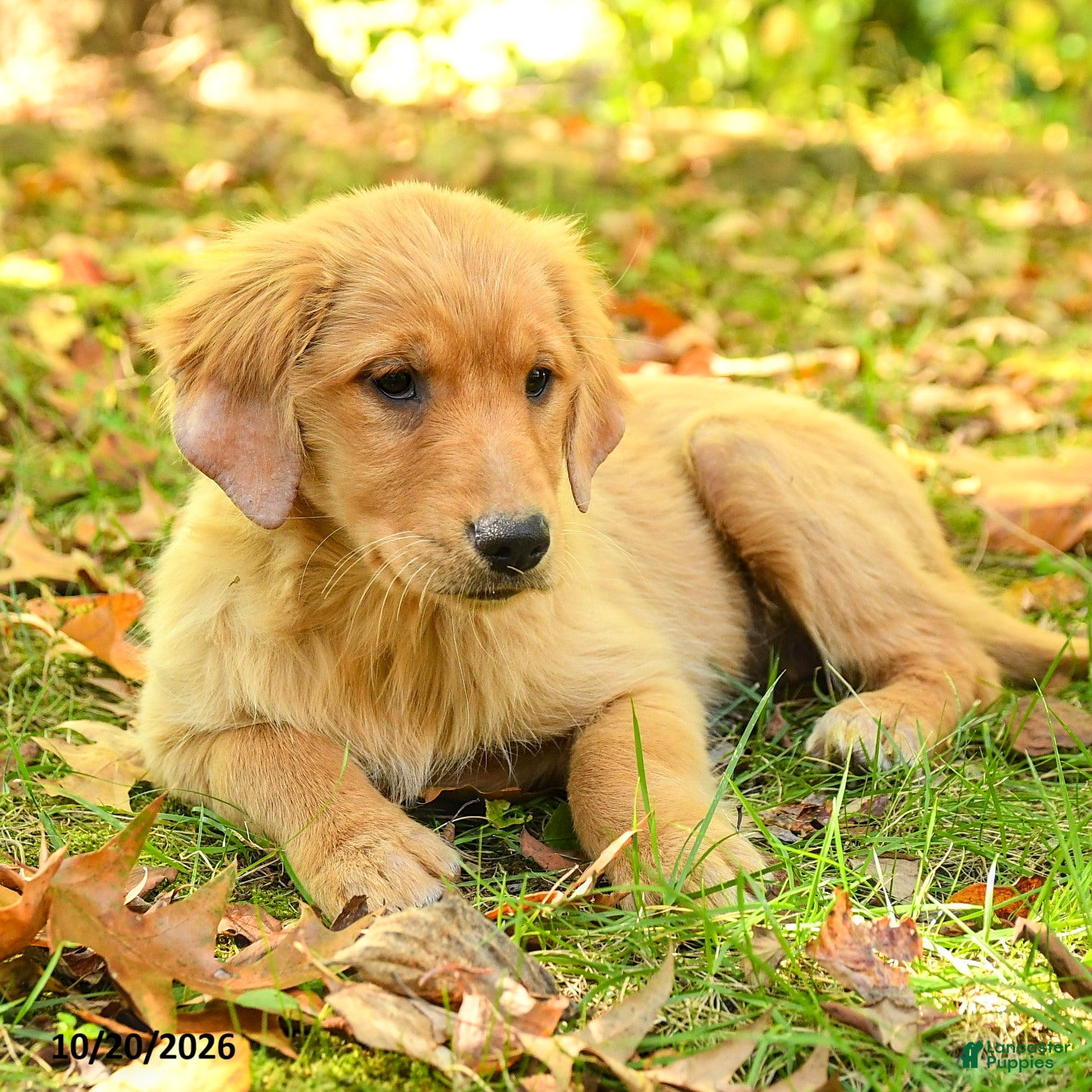 Golden Retriever dogs Dulcia - Ad 2