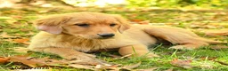 Golden Retriever dogs for sale: Dulcia - Ad 2