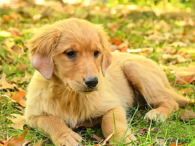 Golden Retriever dogs for sale: Dulcia - Ad 2