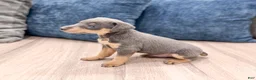 Miniature Pinscher dogs for sale: Caden - Ad 5