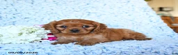 Cavalier King Charles Spaniel dogs for sale: Zane - Ad 5