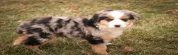 Bernedoodle dogs for sale: Penelope - Ad 7