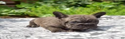 French Bulldog dogs for sale: Ned - Ad 3
