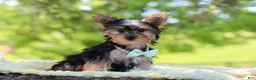 Yorkshire Terrier dogs for sale: Ollie - Ad 6