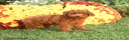Miniature Poodle dogs for sale: Charlie - Ad 5