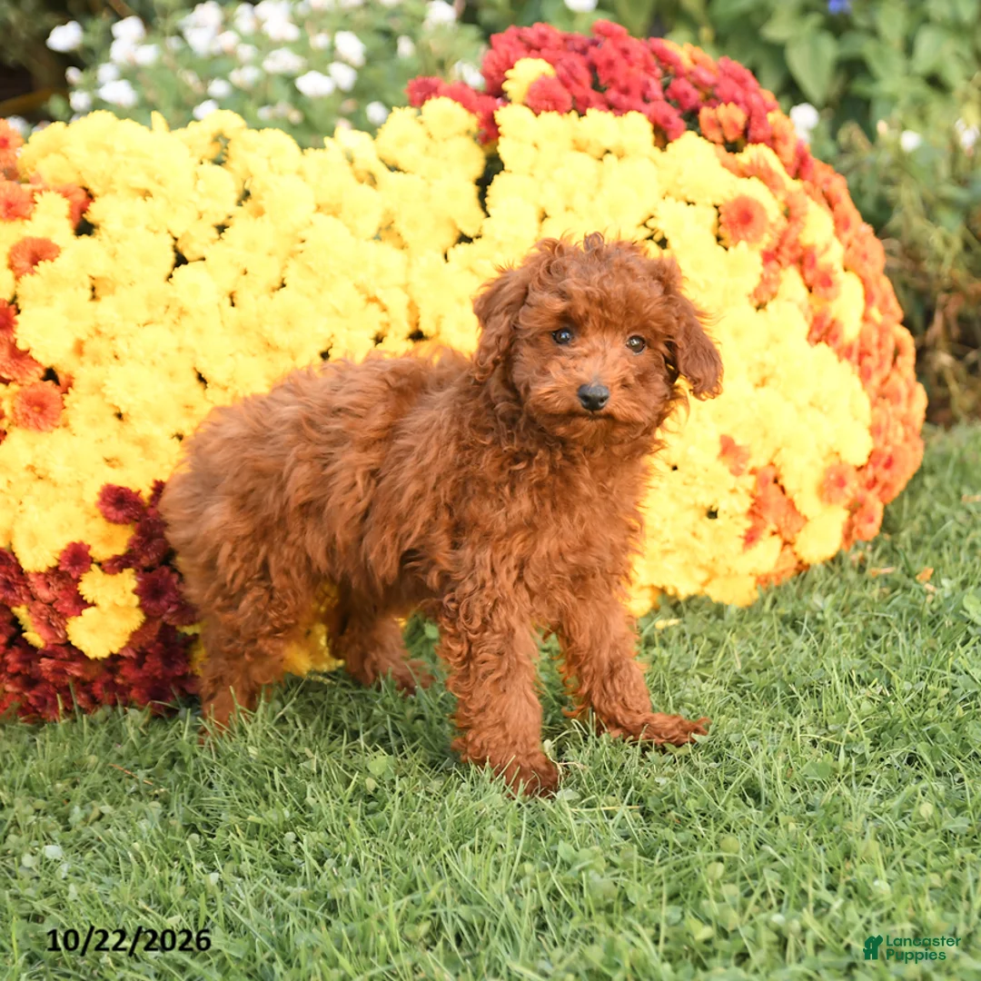 Miniature Poodle dogs for sale: Charlie - Ad 5