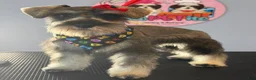 Miniature Schnauzer dogs for sale: Miniature Schnauzer 1 - Ad 12
