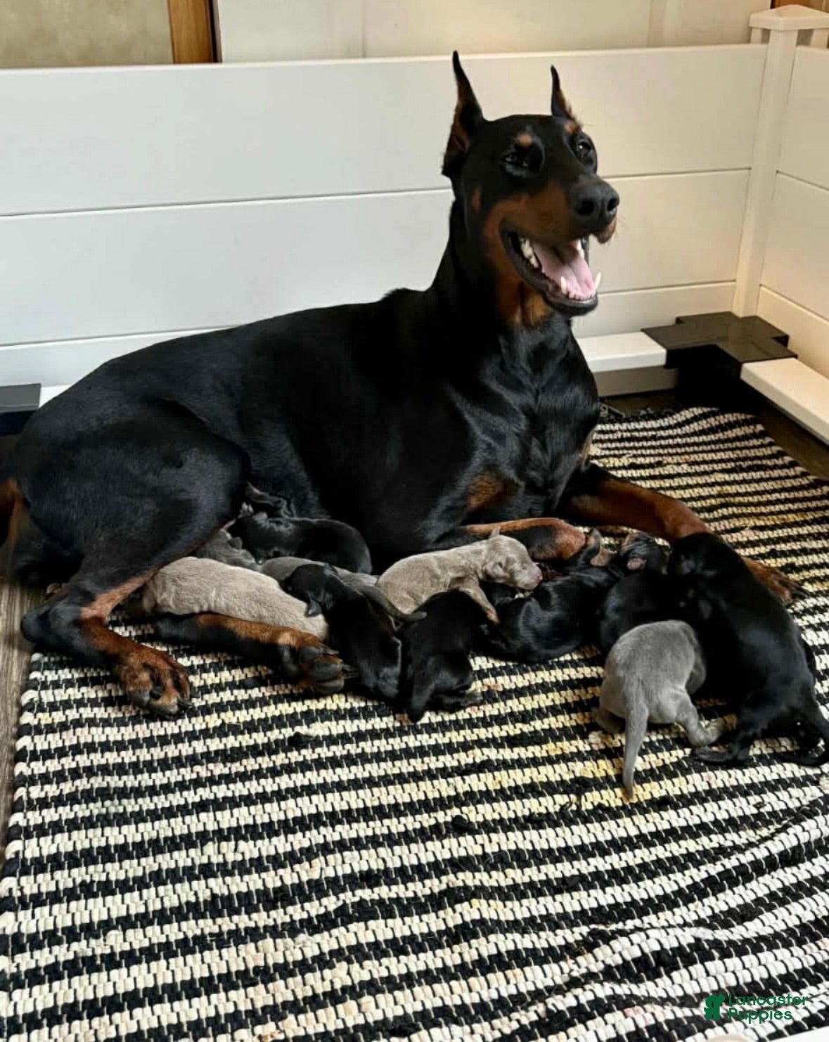 Doberman Pinscher dogs Doberman Pinscher 1 - Ad 2