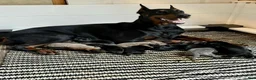 Doberman Pinscher dogs for sale: Doberman Pinscher 1 - Ad 2