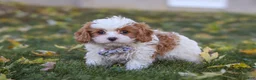 Cavapoo dogs for sale: Alice - Ad 4
