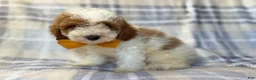 Cavapoo dogs for sale: Sarge - Ad 3