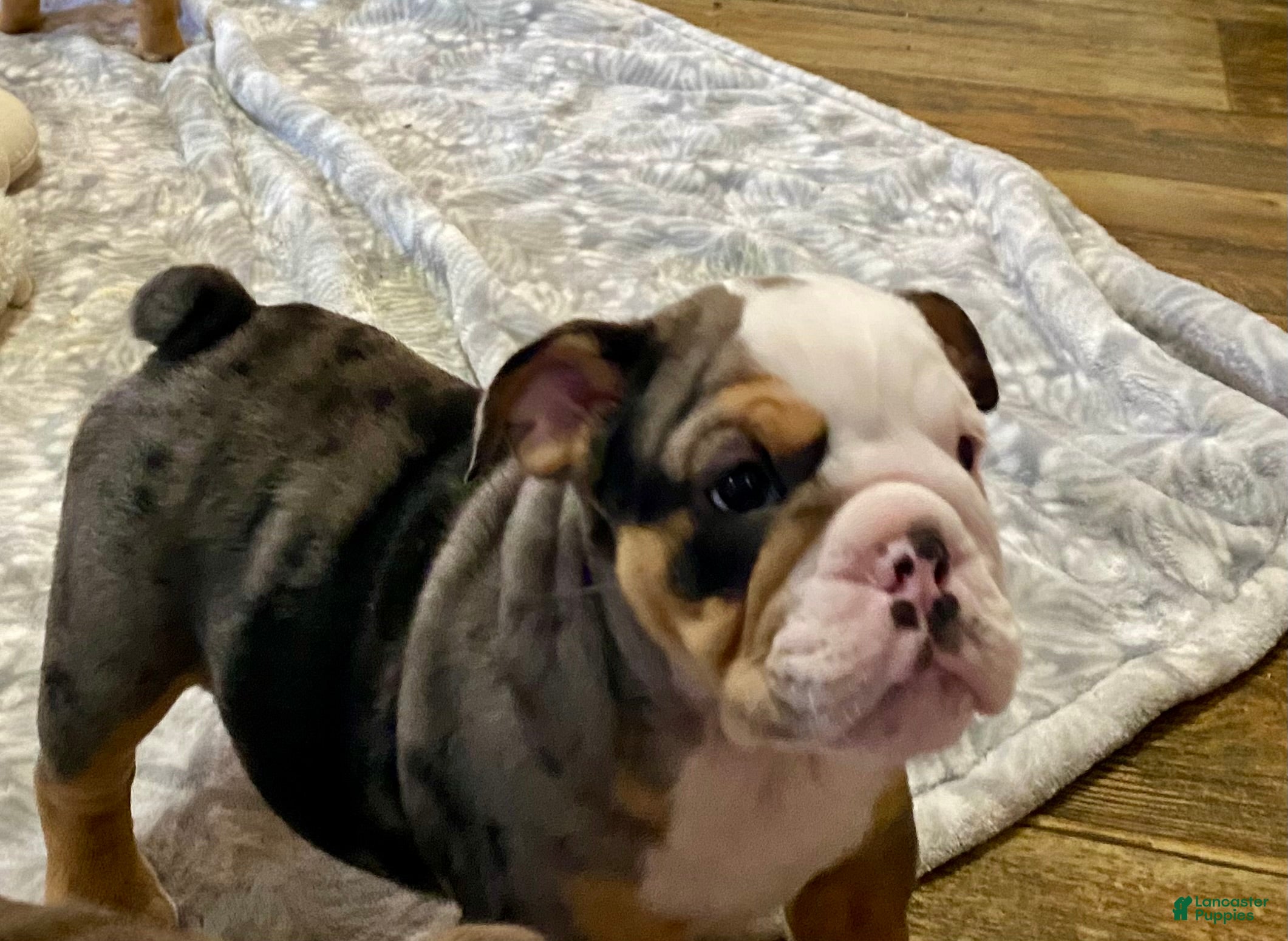 English Bulldog dogs Jaxon - Ad 1