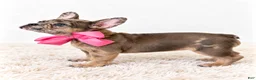 French Bulldog dogs for sale: Monroe - Ad 2