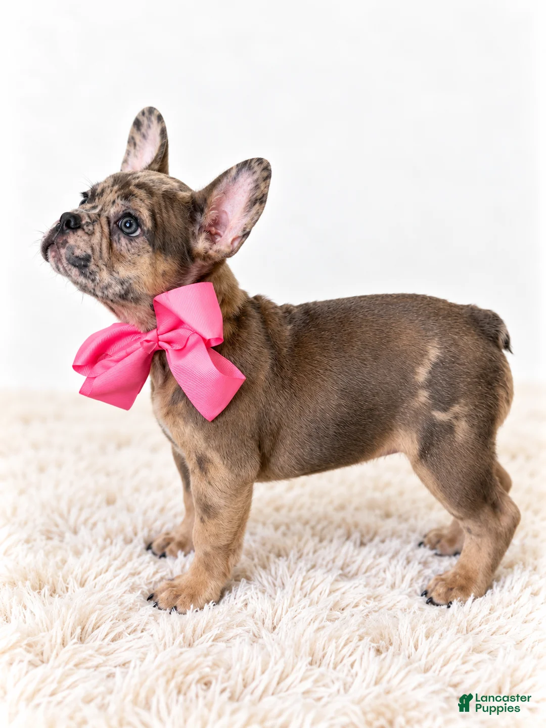 French Bulldog dogs for sale: Monroe - Ad 2