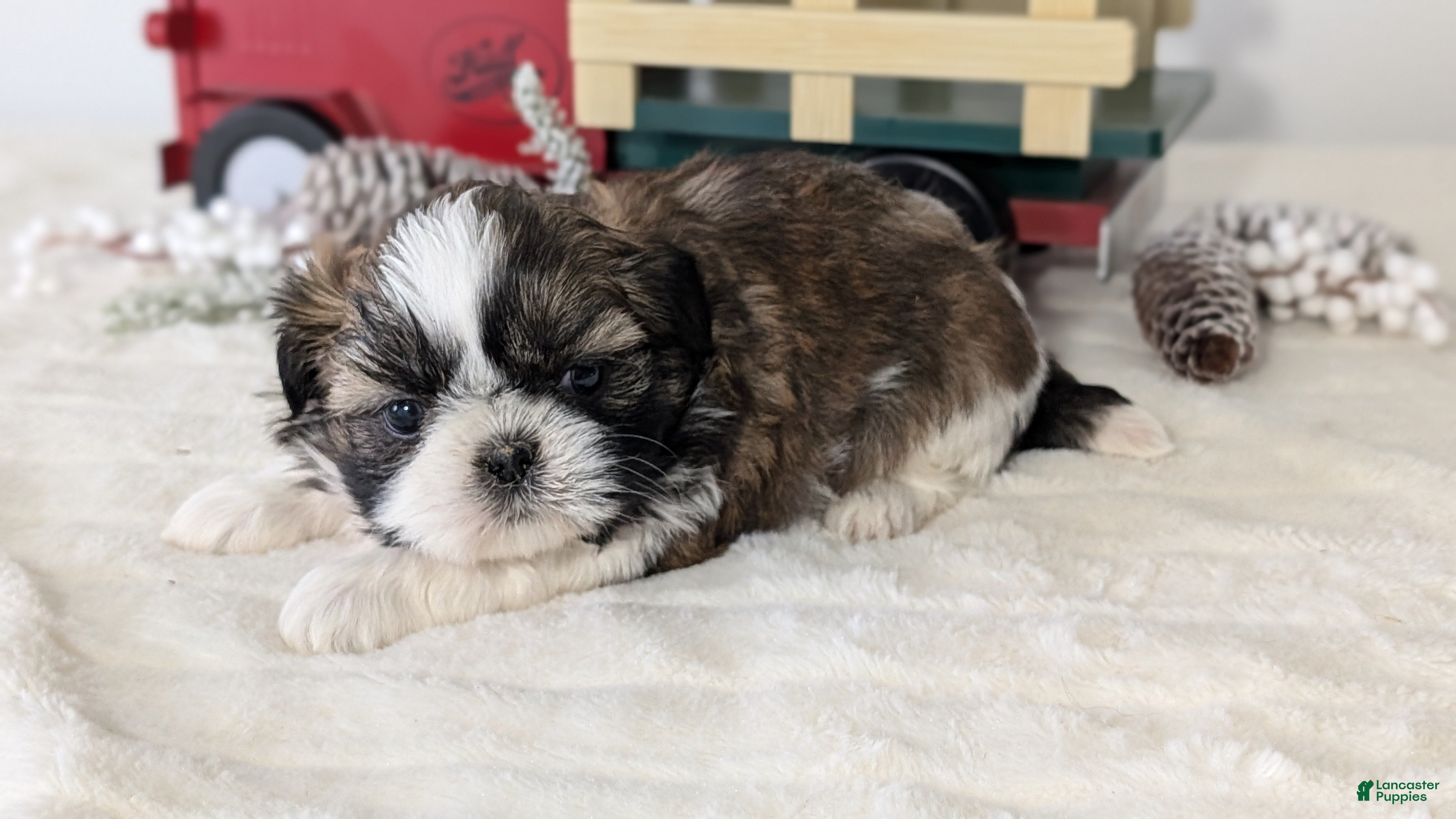 Shih Tzu dogs Turbo - Ad 8