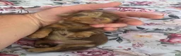 Miniature Dachshund dogs for sale: Pearl - Ad 38