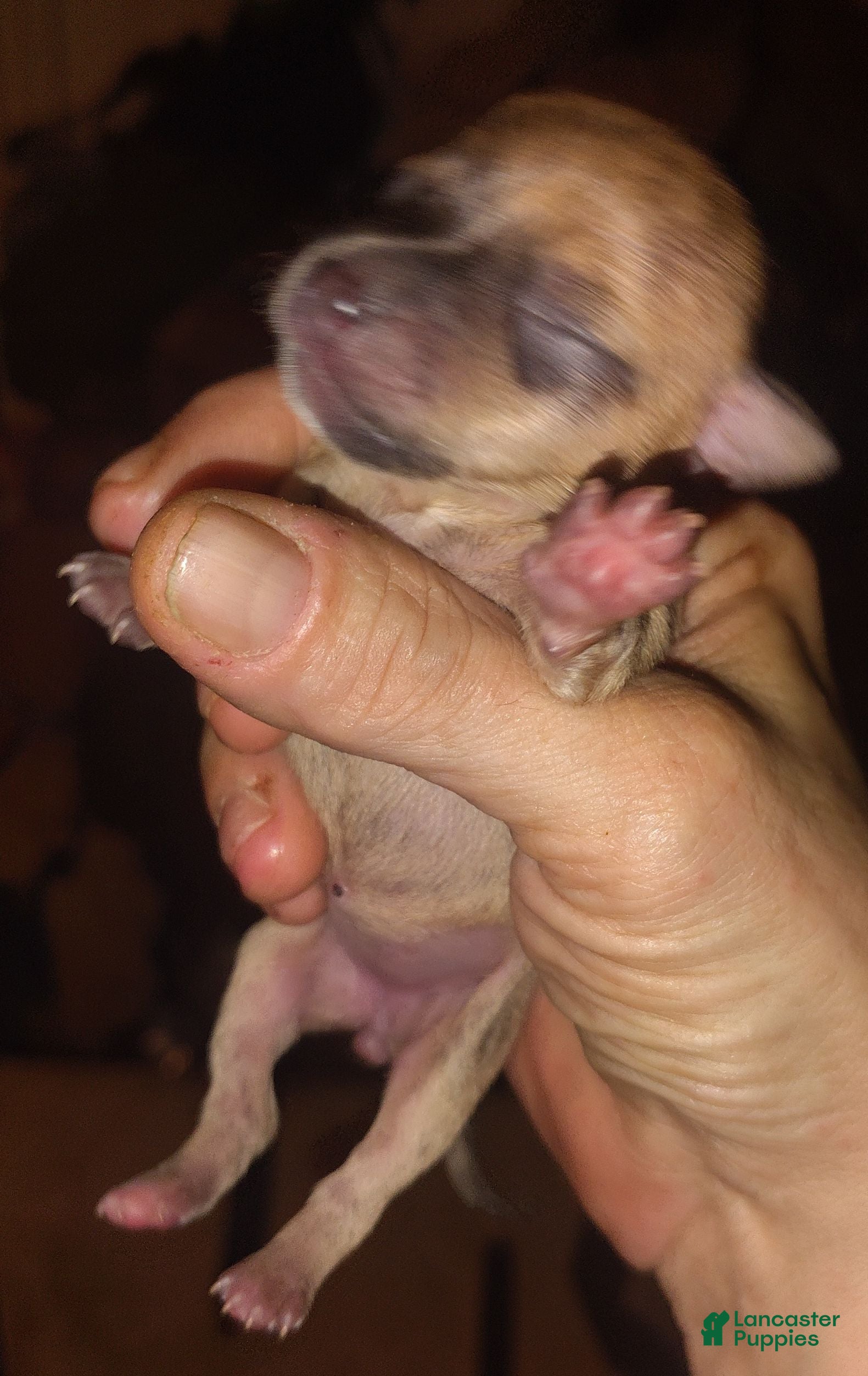 Chihuahua dogs Chihuahua 3 - Ad 37