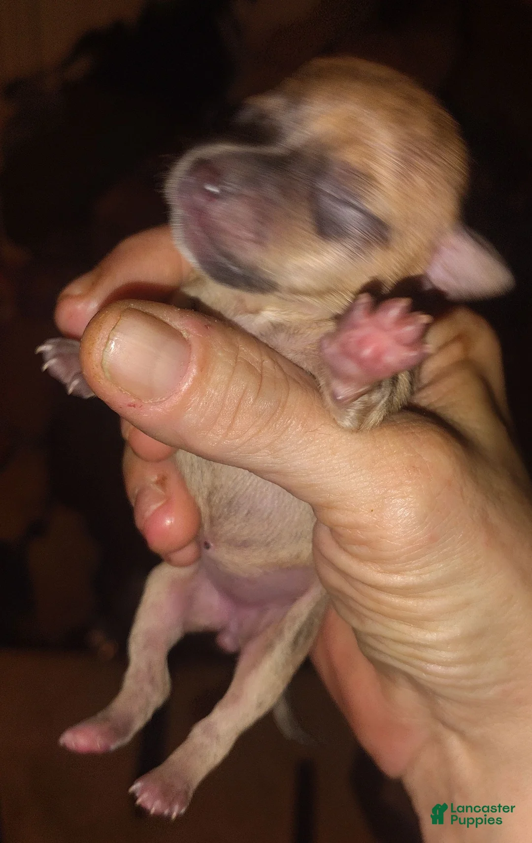 Chihuahua dogs for sale: Chihuahua 3 - Ad 1