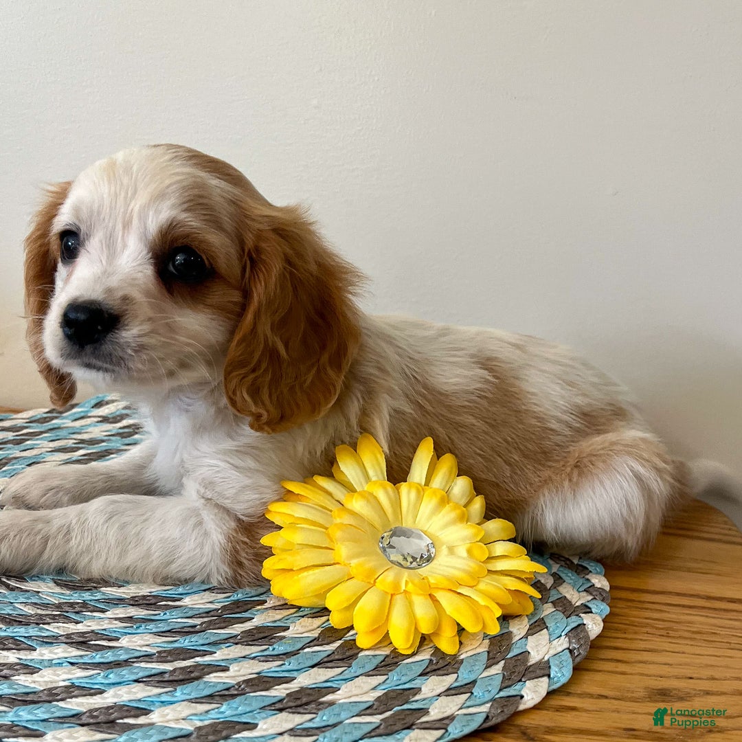 Cavapoo dogs for sale: Marco - Ad 3