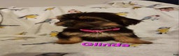 Yorkshire Terrier dogs for sale: Glinda - Ad 1