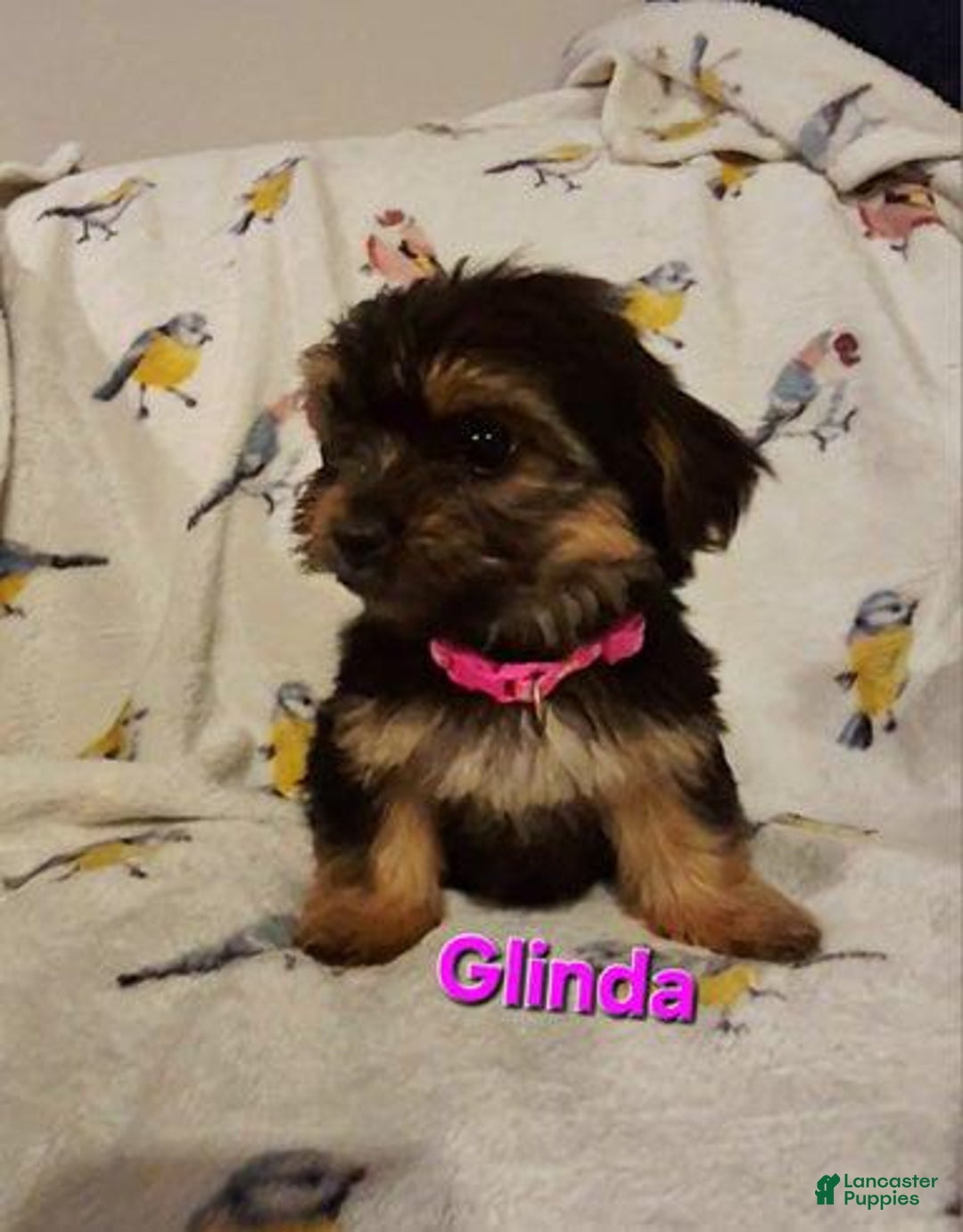 Yorkshire Terrier dogs for sale: Glinda - Ad 1