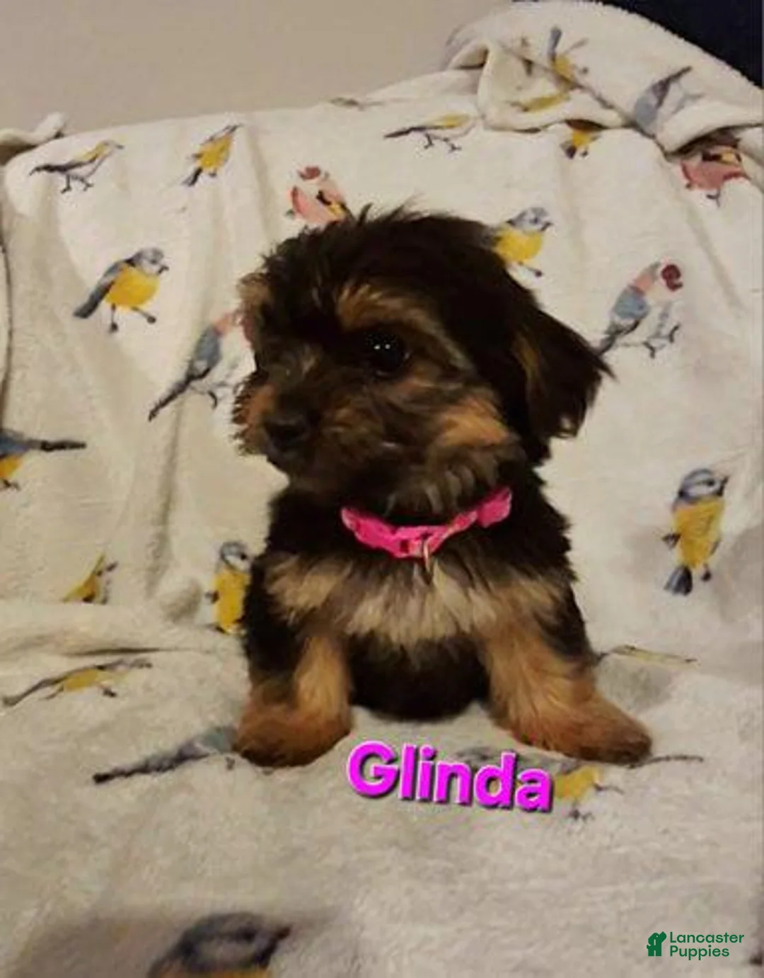 Yorkshire Terrier dogs for sale: Glinda - Ad 1