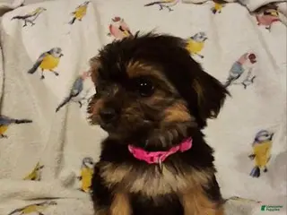 Yorkshire Terrier dogs Glinda - Ad 36