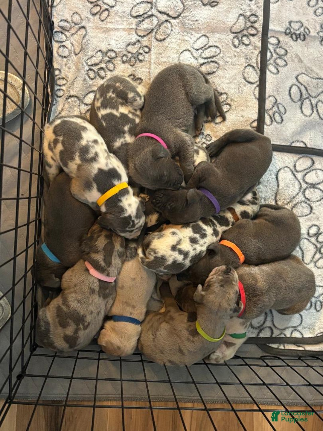 Gallery Image {{count}}