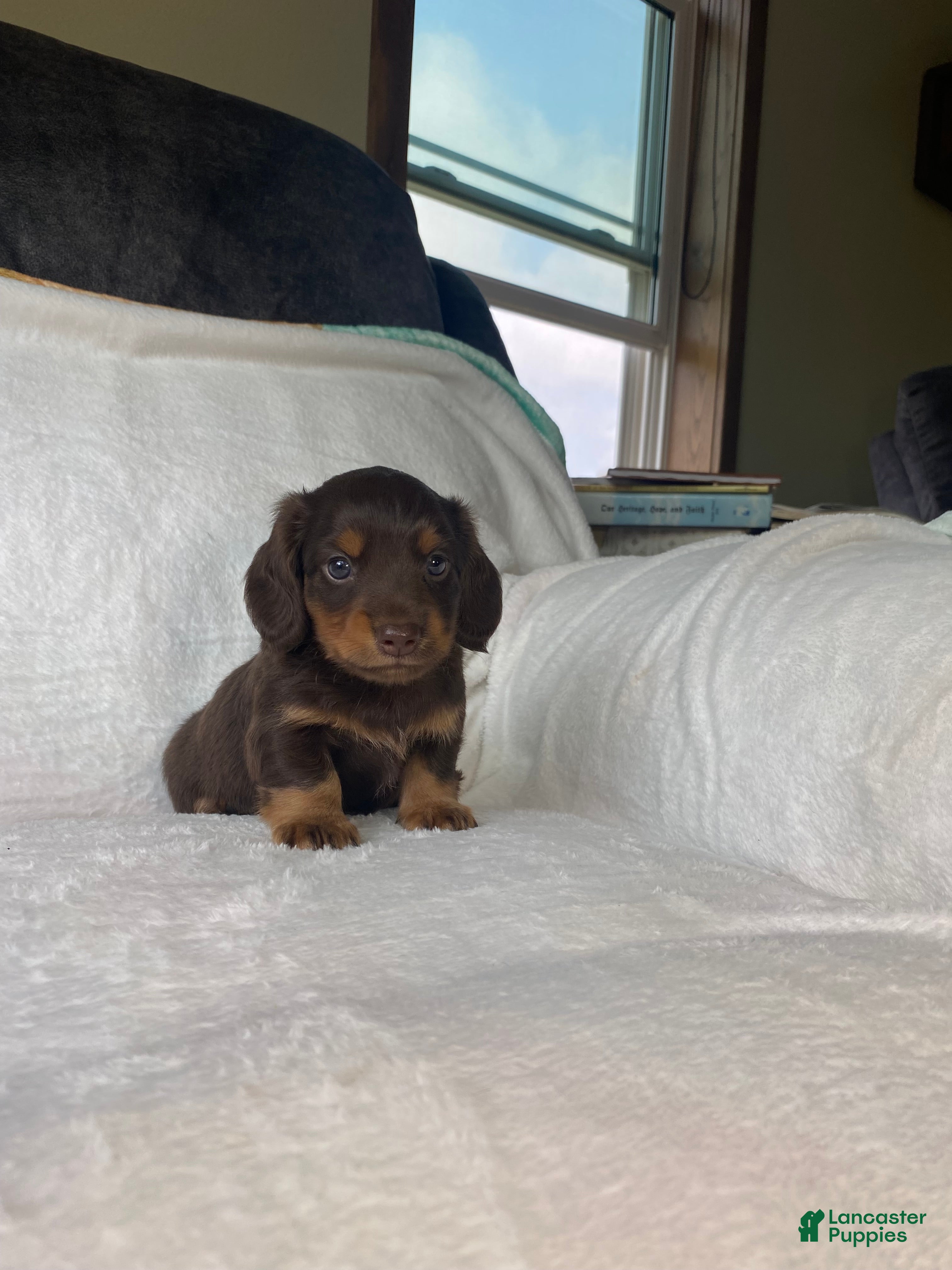 Miniature Dachshund dogs Miniature Dachshund 1 - Ad 1