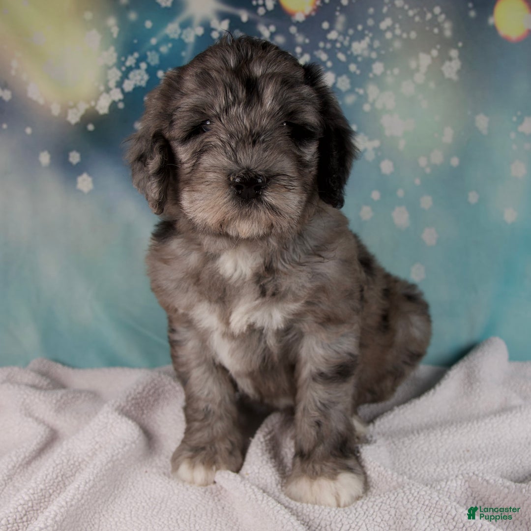 Mixed Breed dogs for sale: Bethany - Ad 2