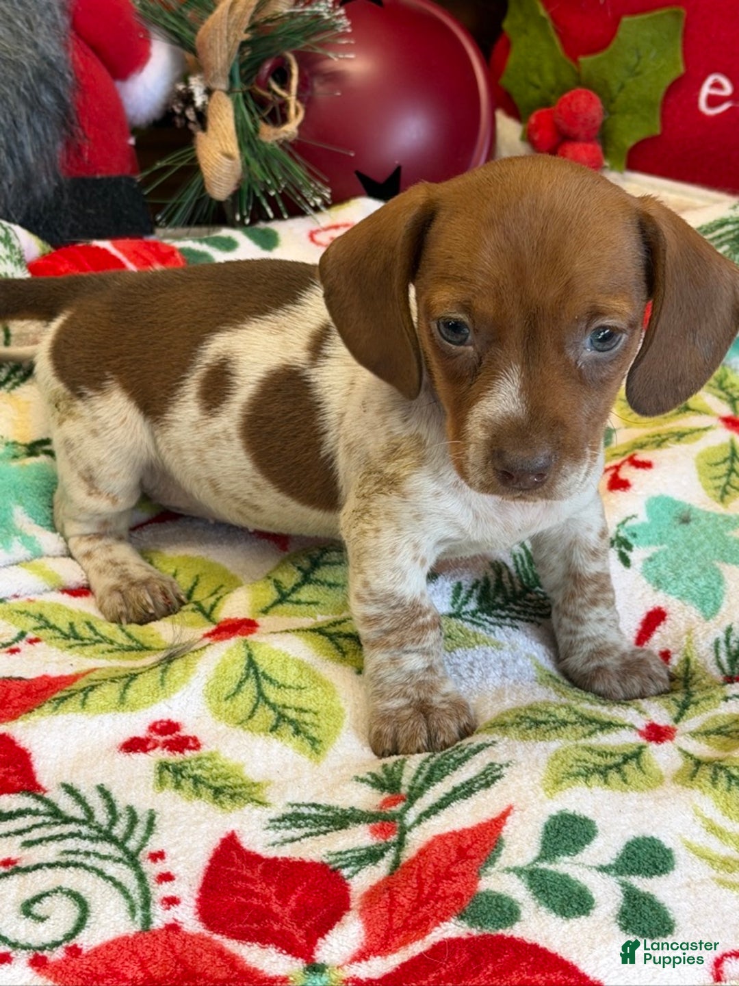 Dachshund dogs for sale: sally - Ad 2