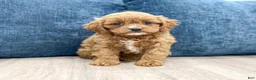 Cavapoo dogs for sale: Willow - Ad 1