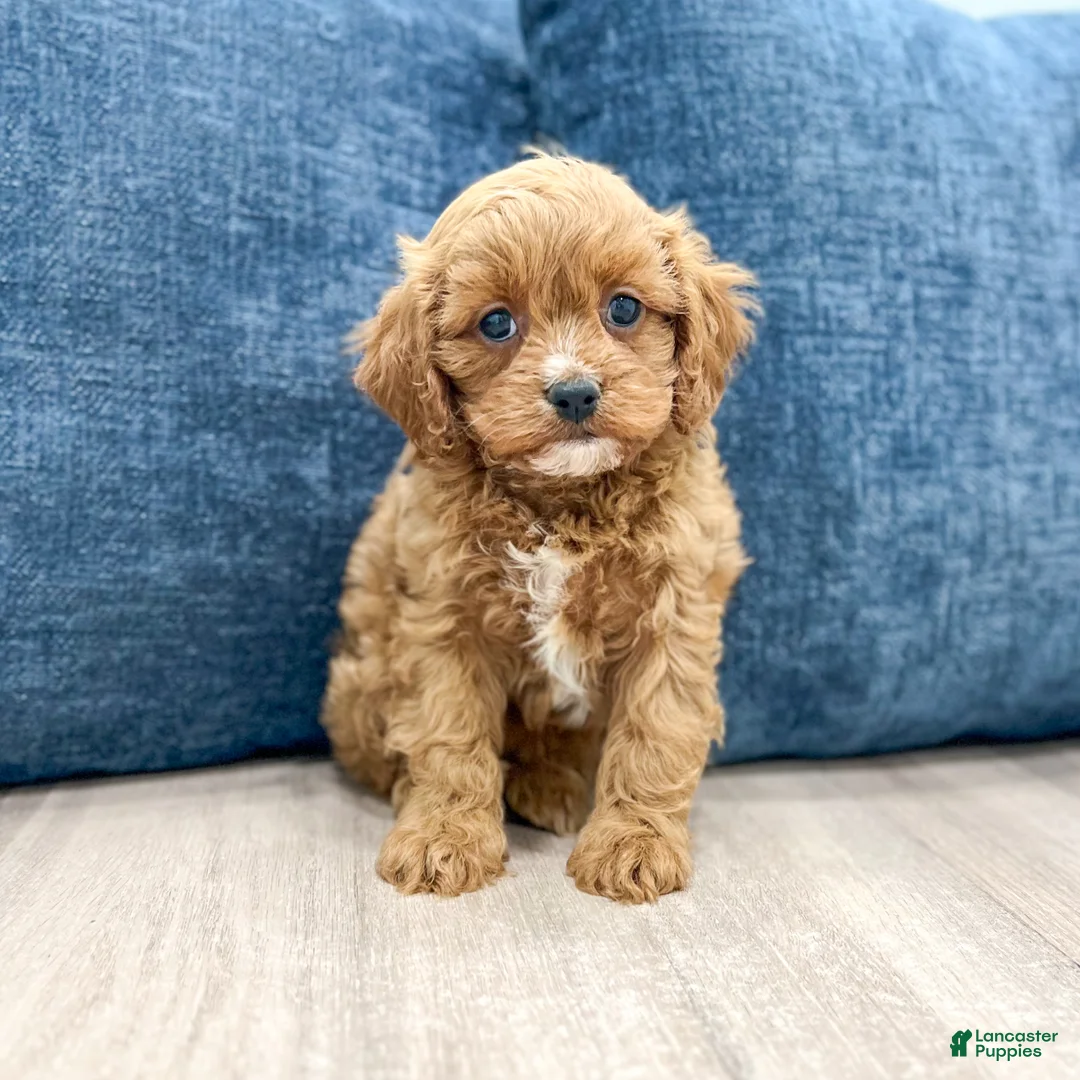 Cavapoo dogs for sale: Willow - Ad 1