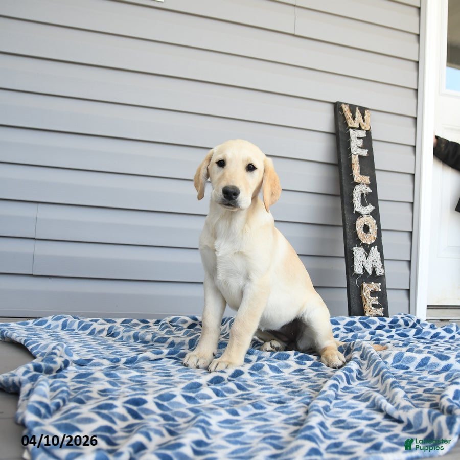 Goldador dogs Kassie - Ad 1