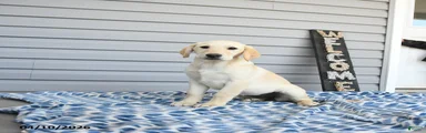 Kassie