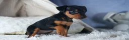 Miniature Pinscher dogs for sale: ANNIE - Ad 20