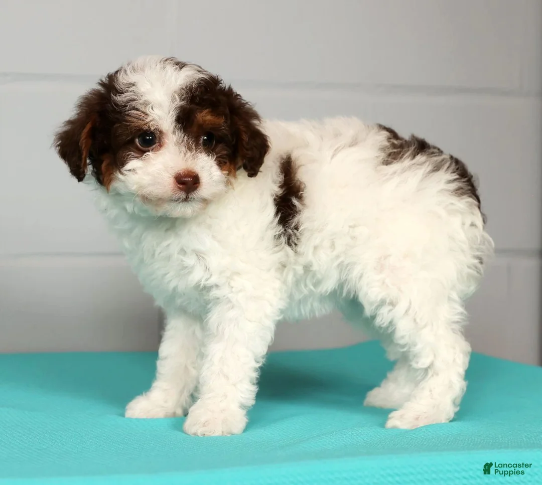 Toy Poodle dogs for sale: Molly - Ad 4