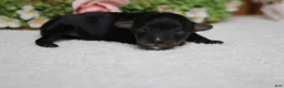 Yorkiepoo dogs for sale: Tramp  - Ad 7