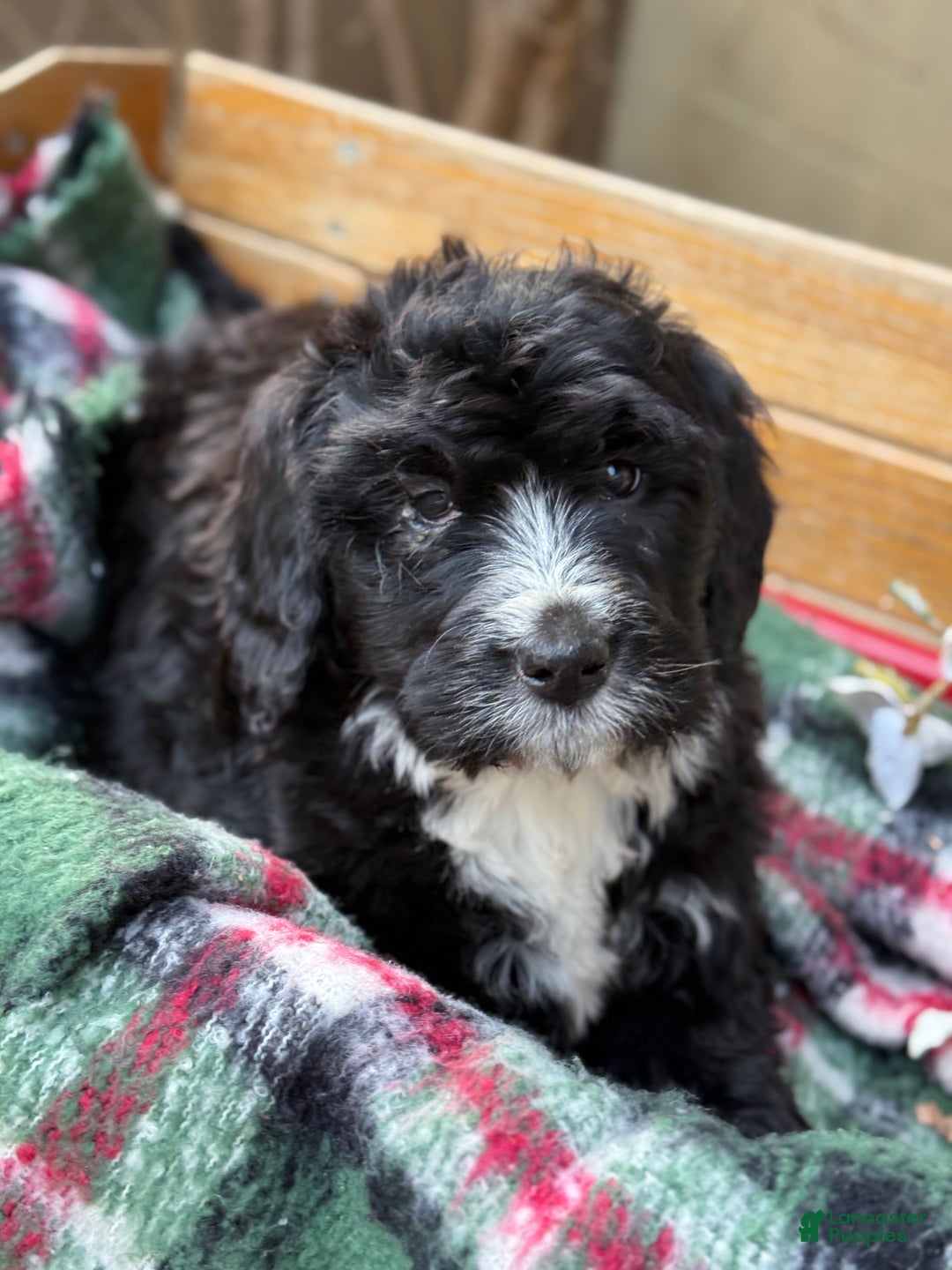 Mixed Breed dogs for sale: Rusty - Ad 5