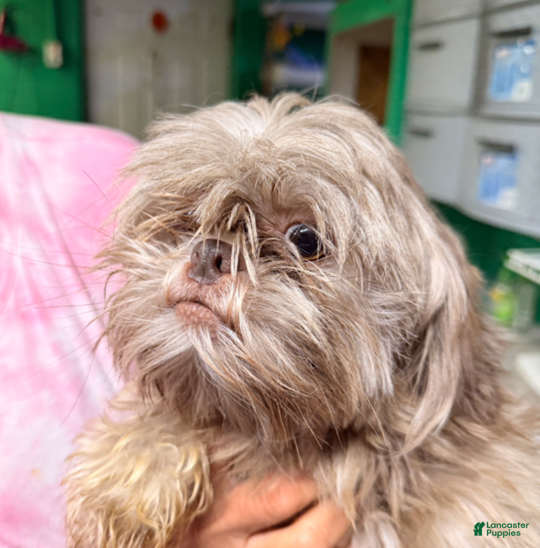 Malshi dogs for sale: Jin - Ad 7