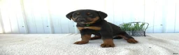 Mixed Breed dogs for sale: Mixed Breed 3 Gabe - Ad 3