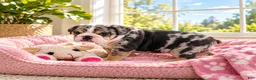 English Bulldog dogs for sale: Perfection  - Ad 3