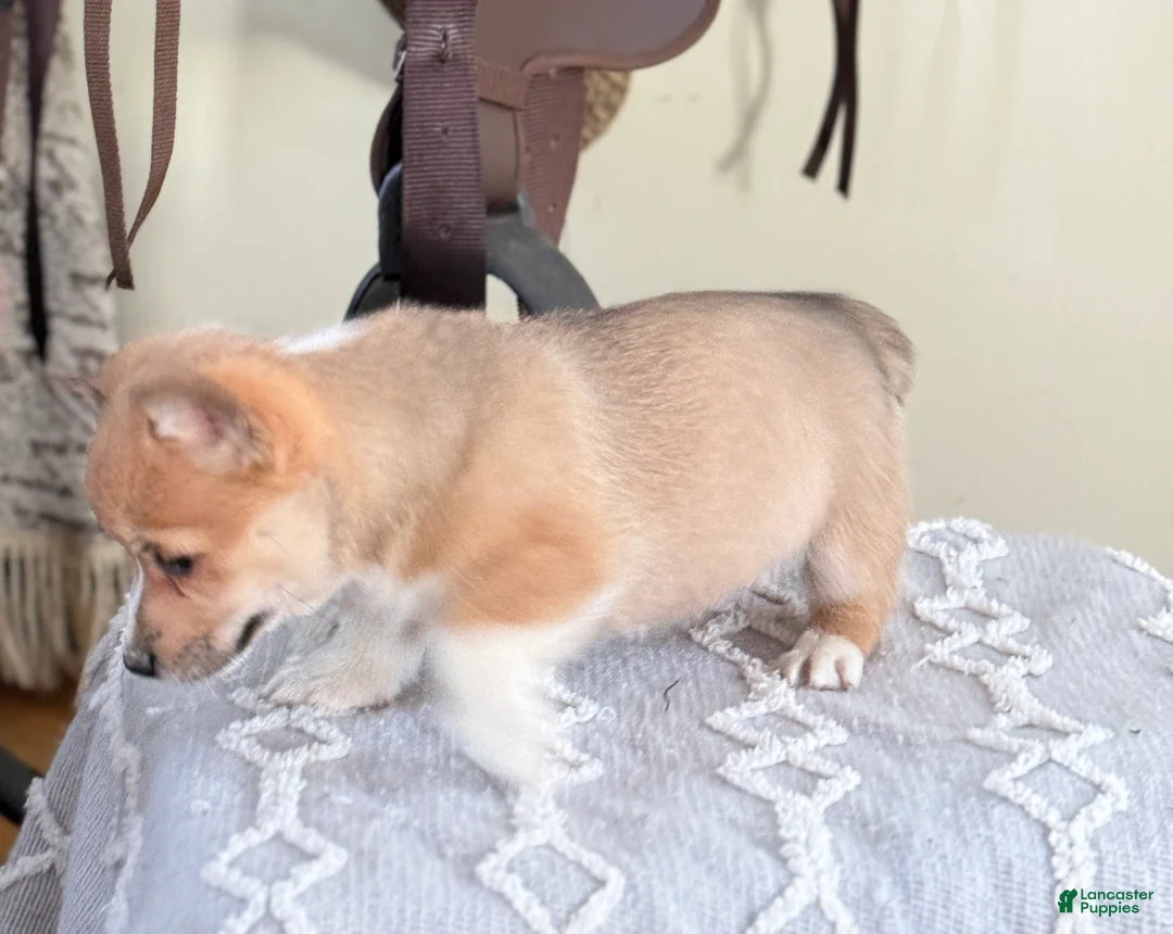Welsh Corgi Pembroke dogs for sale: Fern - Ad 4