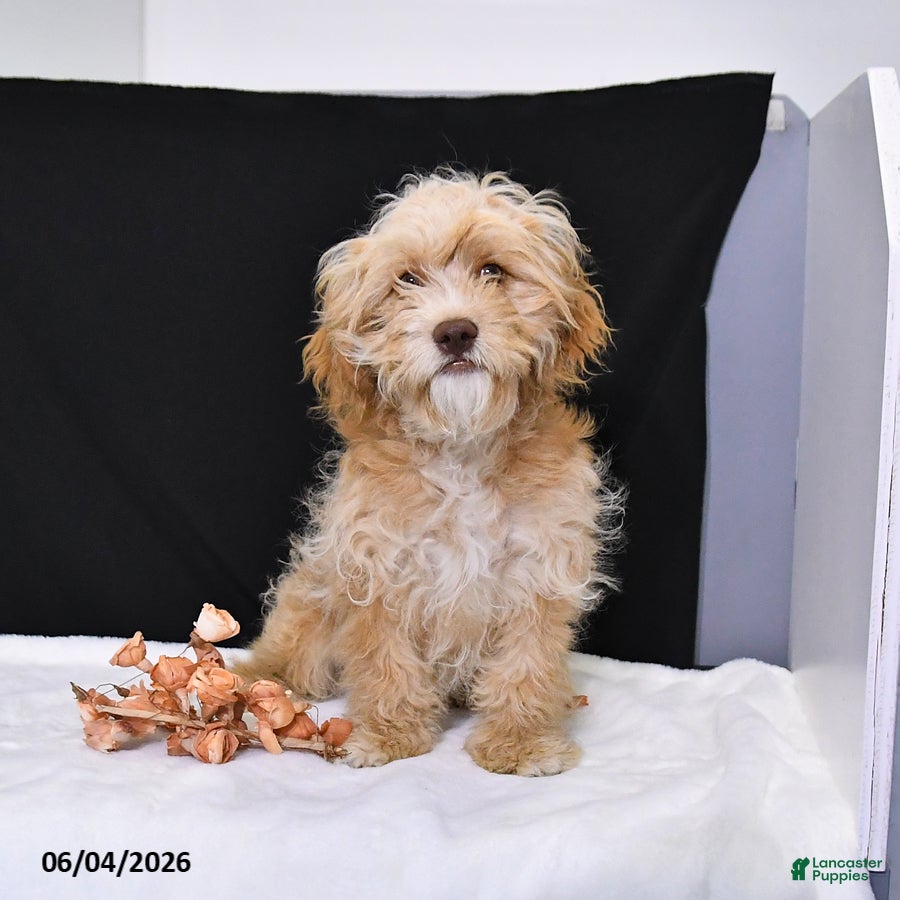 Cavapoo dogs Zeke - Ad 1