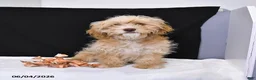 Cavapoo dogs for sale: Zeke - Ad 1