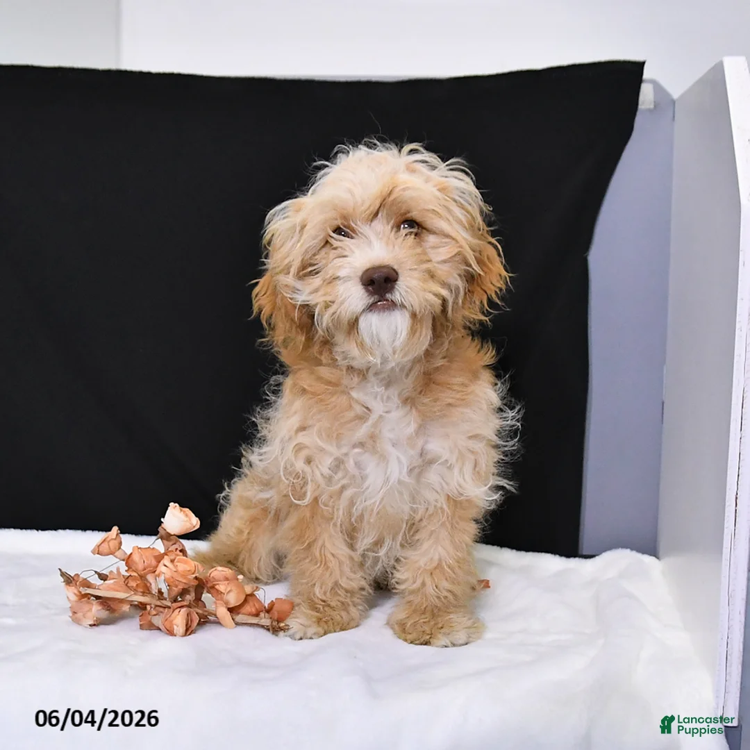 Cavapoo dogs for sale: Zeke - Ad 1