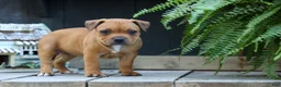 Staffordshire Bull Terrier dogs for sale: Marley 🌸🐾 - Ad 4